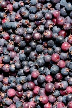 Close-up of blueberries Stock Photos