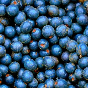 Close up of blueberries Foto stock