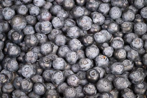 Close up blueberry texture creating seamless pattern, dense arrangement of ro Foto stock