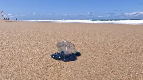 Close-up of Bluebottle Jellyfish: A Dangerous Marine Hazard on Australian Bea Video stock 295020153