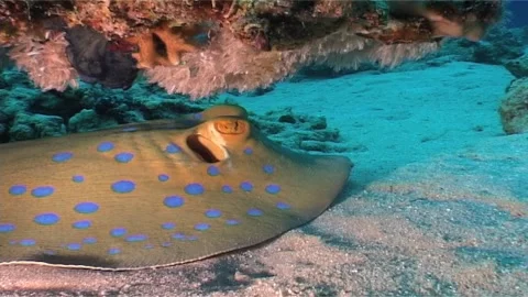 Close Up Of Bluespotted Stingray Sheltered Under The Coral Stock Footage 300059266