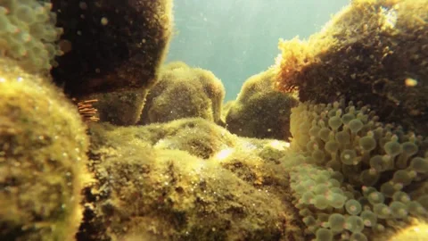 Close up blur macro view look of bubble tip sea anemone and curious Allard's clo Stock Footage 240484939