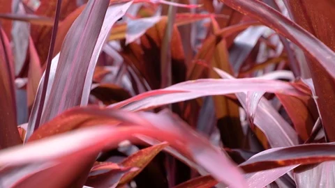 Close up of blur tropical red leaf with sun light. Hawaiian Ti Plant. Stock Footage 114744081