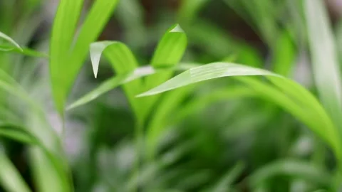 Close Up of Blurred Background with Summer Green Leaves. Left to right Panoramic Stock Footage 274336636