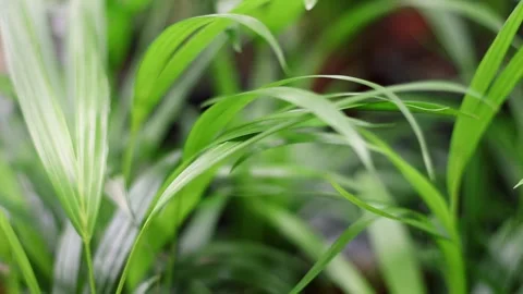 Close Up of Blurred Background with Summer Green Leaves of Exotic Tropical Stock Footage 274622612