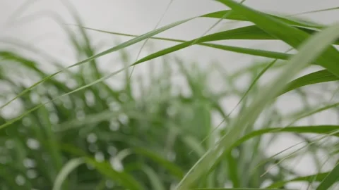 Close up, blurred close sugar cane leaves blow and sway in the wind on a grey Stock Footage 309843308