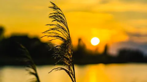 Close up blurred defocused glowing grass against sunlight shortly before sunset. Stock Photos