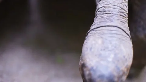 Close-up, Blurred Image of a Tortoise's Head and Legs Stock Footage 296856395