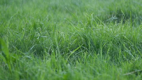 Close-up blurred rain water drops falling down on green grass, nature background Stockbeeldmateriaal 254762059
