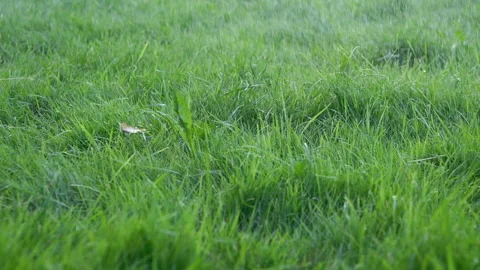 Close-up blurred rain water drops falling down on green grass, nature background Stockbeeldmateriaal 255265355