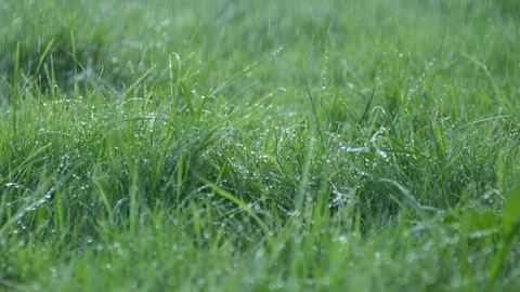 Close-up blurred rain water drops falling down on green grass, nature background Stock Footage 255758929