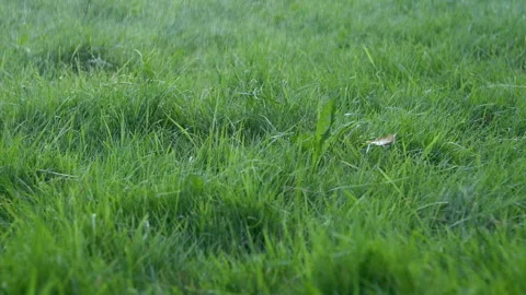 Close-up blurred rain water drops falling down on green grass, nature background 動画素材 257866598