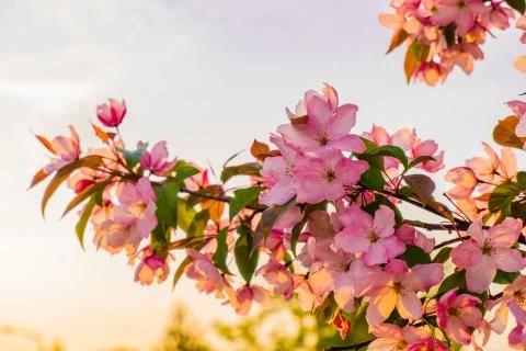 Close up blurred selective focus apple tree blossom against sunset sky Stock Photos