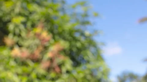 Close-up of blurred tree with blue sky for background Stock Footage 262541080