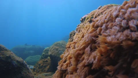 Close up blurry shot of brown cluster sea anemones Goniopora coral in front of t Stock Footage 242329174