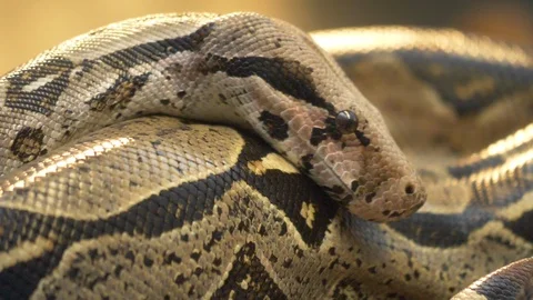 Close up of boa constrictor Stock Footage 121840992