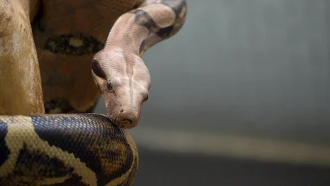 Close up of boa constrictor Stock Footage 121841359