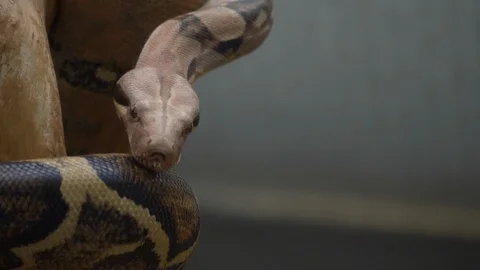 Close up of boa constrictor Stock Footage 121841568