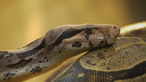 Close up of boa constrictor Stock Footage 121841646
