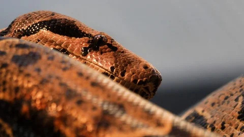 Close up of boa constrictor Stock Footage 121853249