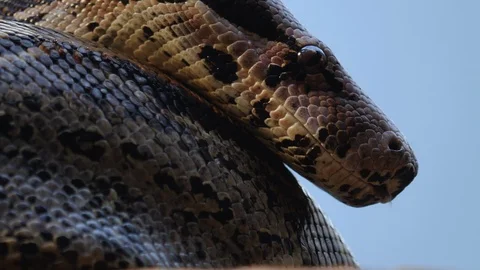 Close up of boa constrictor Video stock 121853341
