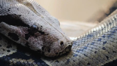 Close up of boa constrictor Stock Footage 121853417