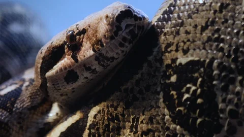 Close up of boa constrictor Stock Footage 121853504