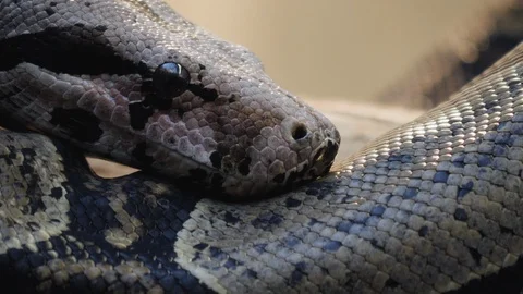 Close up of boa constrictor Stock Footage 121853536