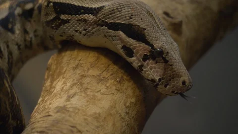 Close up of boa constrictor Stock Footage 121853565