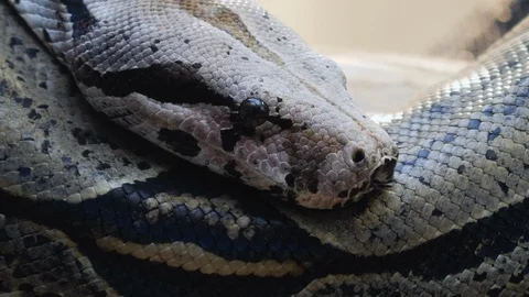 Close up of boa constrictor Stock Footage 121853597