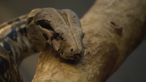 Close up of boa constrictor Video stock 121853603