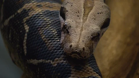 Close up of boa constrictor Video stock 121853623