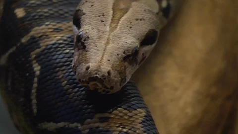 Close up of boa constrictor Stock Footage 121853635