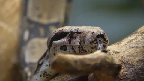 Close up of boa constrictor Stock Footage 121853666