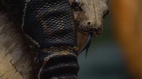 Close up of boa constrictor Video stock 121853667