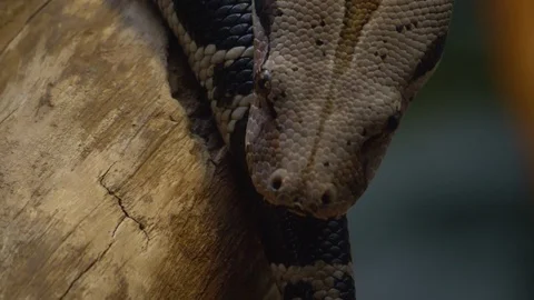 Close up of boa constrictor Stock Footage 121853694