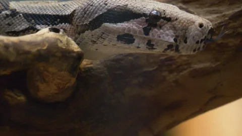 Close up of boa constrictor Stock Footage 121853710
