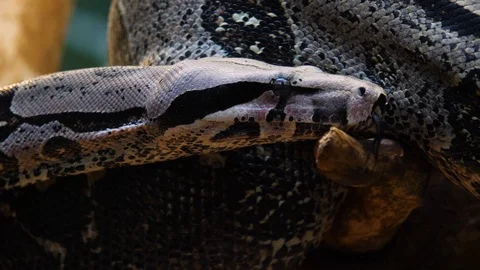Close up of boa constrictor Stock Footage 121854142