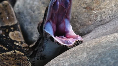 Close up of boa constrictor  스톡 동영상 132846539