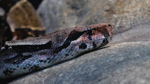 Close up of boa constrictor  Stock Footage 132849170