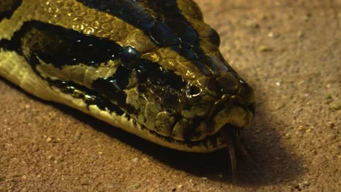 Close up of boa constrictor  Stock Footage 142723660