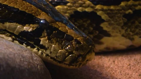 Close up of boa constrictor  Stock Footage 142723795