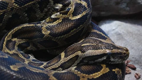 Close up of boa constrictor Stock Footage 210238617