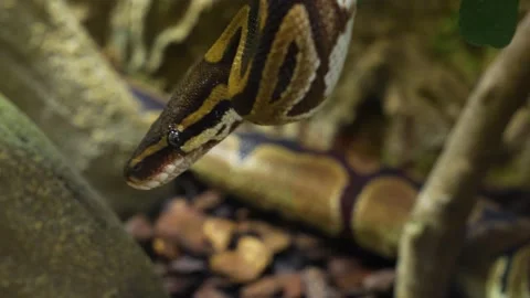 Close up of a boa constrictor. Stock Footage 233792703