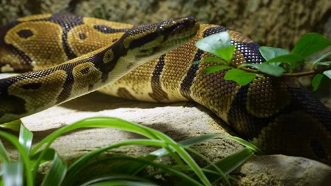 Close up of a boa constrictor. Stock Footage 233793189