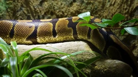 Close up of a boa constrictor. Stock Footage 233793434