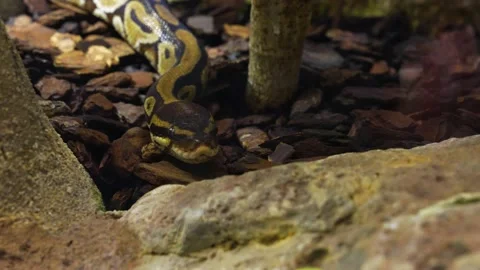 Close up of a boa constrictor Stock Footage 234123157