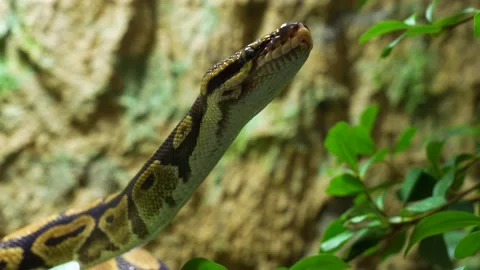 Close up of a boa constrictor Video stock 234123229