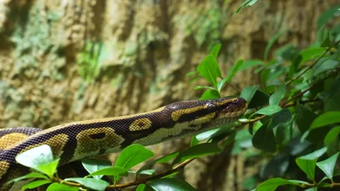 Close up of a boa constrictor Stock Footage 234123262