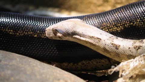 Close up of a boa constrictor Stock Footage 256918094
